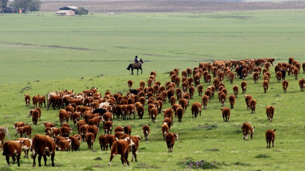 Homem à cavalo em meio ao campo acompanhando várias cabeças de gado