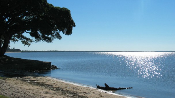 Praia de de água doce de São Lourenço do Sul, Rio Grande do Sul, com árvore às margens da Lagoa dos Patos
